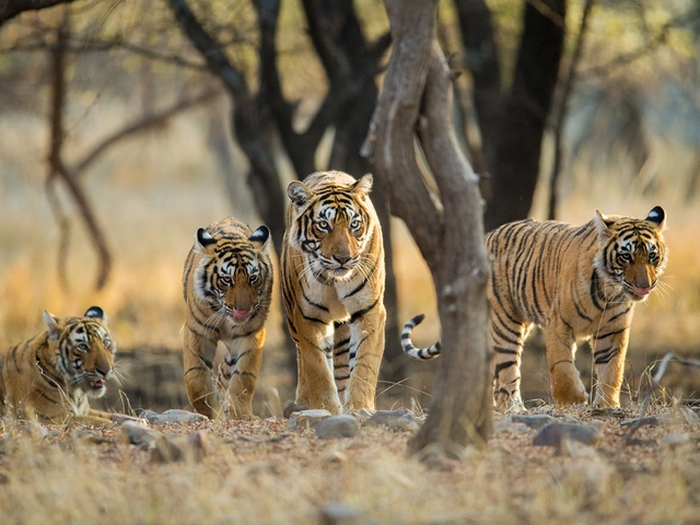 India's Golden Triangle & Tiger Safari