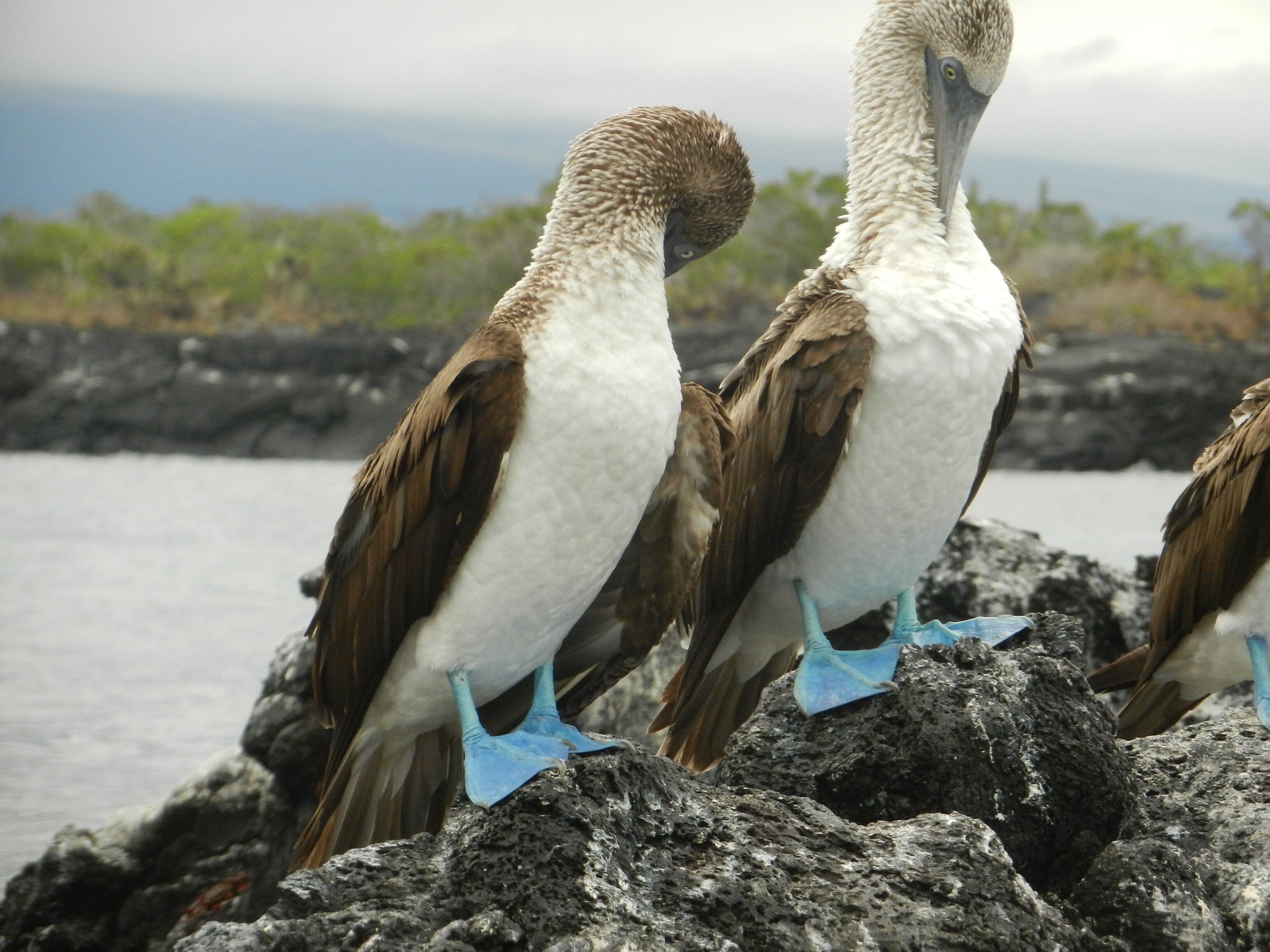 Galapagos Islands - must see place ...must see creatures
