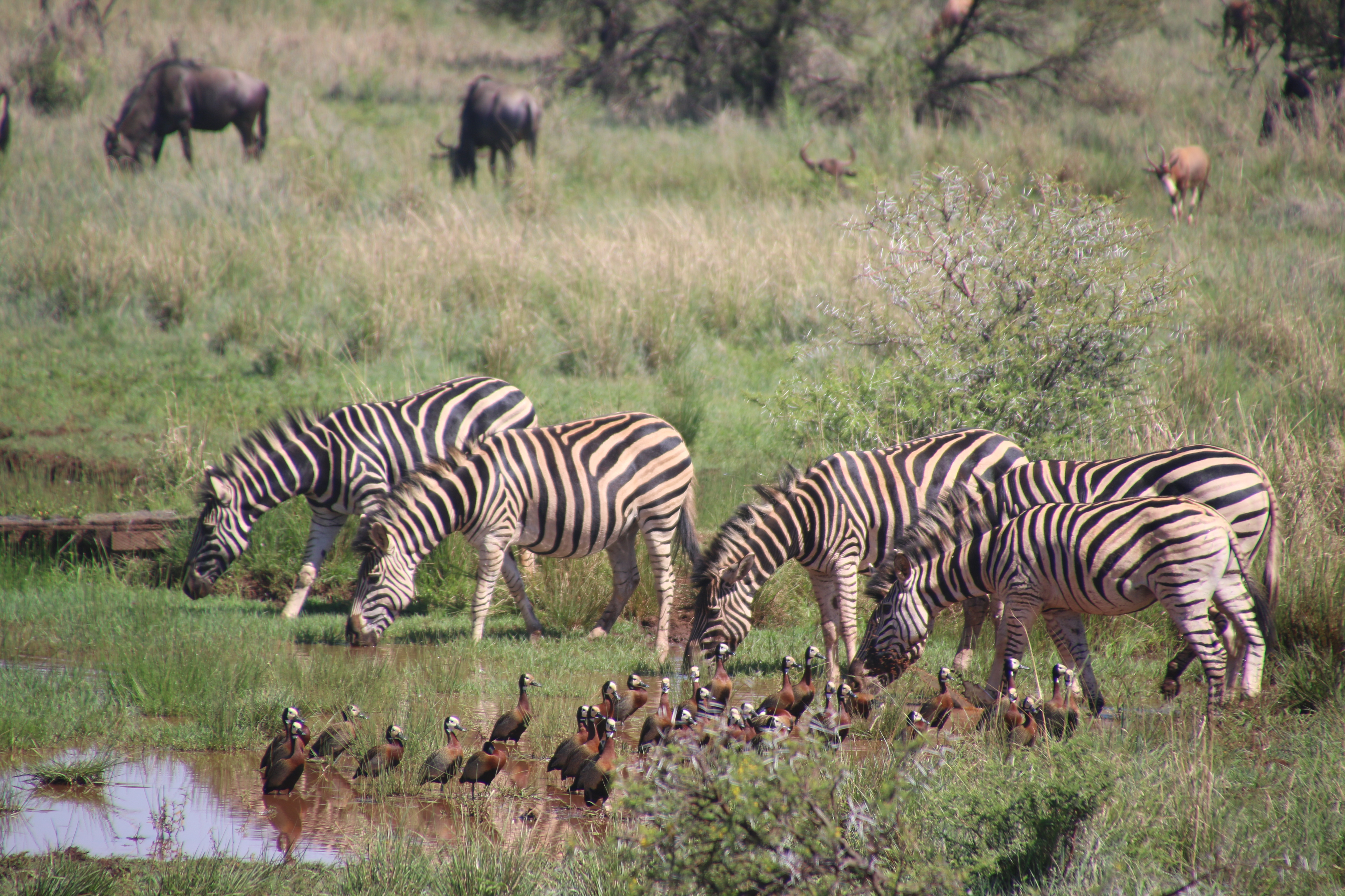Canva - Five Zebra in Pond Near Brown-and-black Birds Soundring by Green Grass.jpg