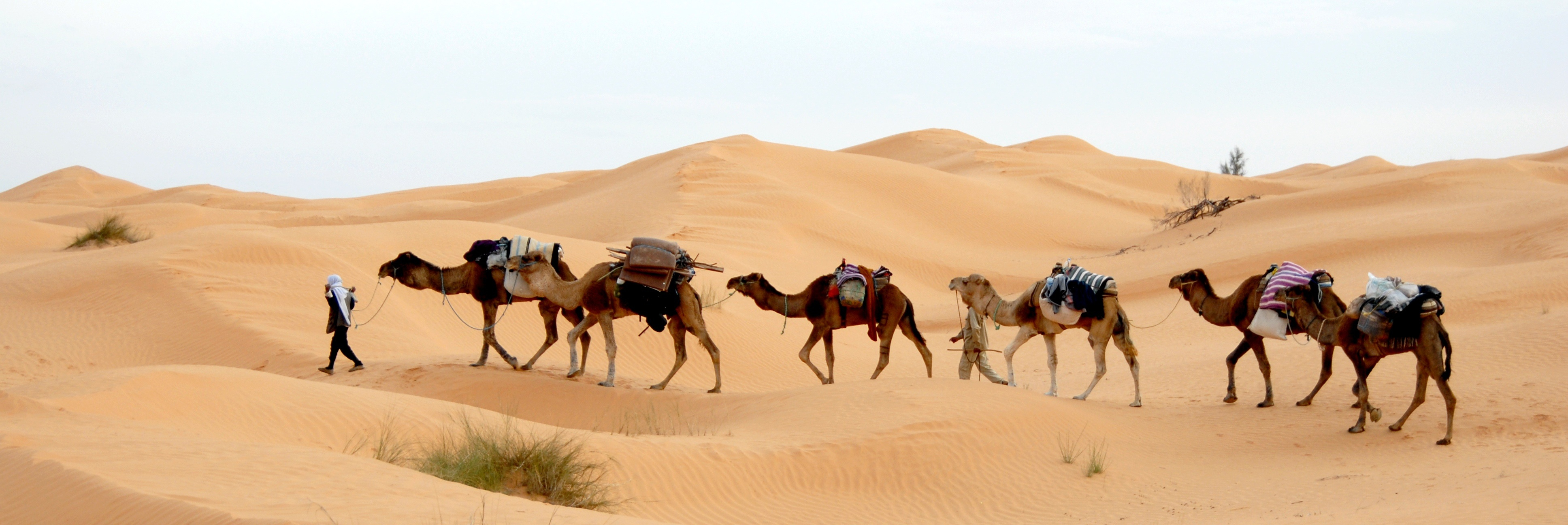Canva - Camels in the Desert.jpg