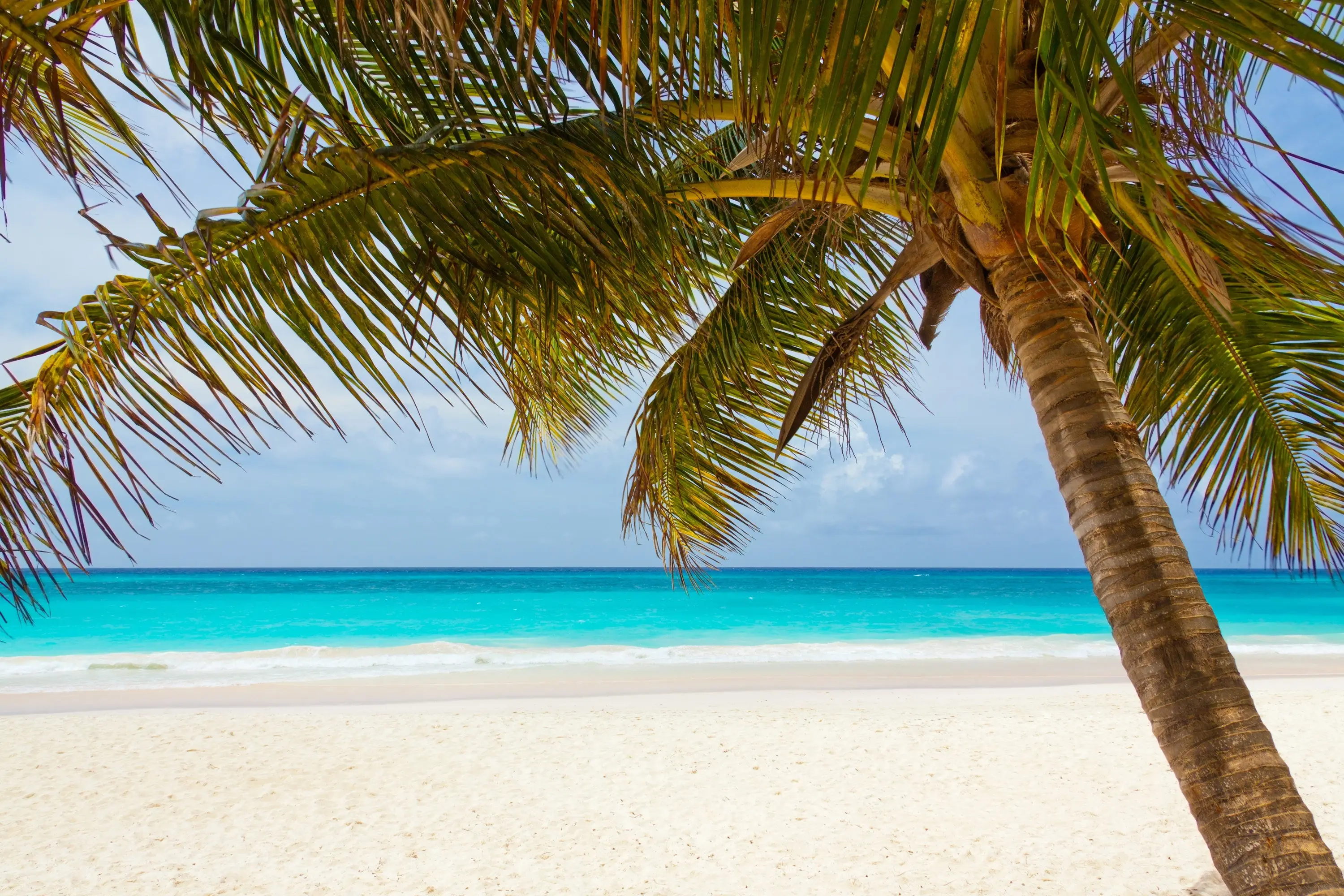 Banner 1 - Palm Tree