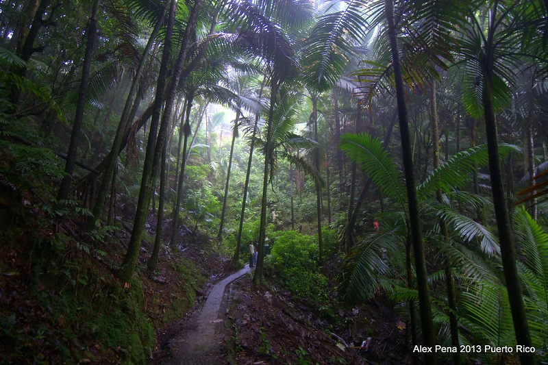 Puerto Rico is a Nature Lovers Dream