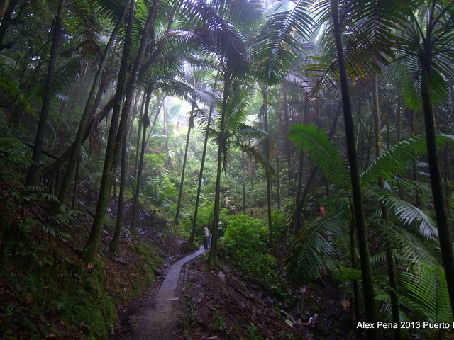Puerto Rico is a Nature Lovers Dream