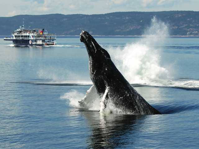 Having A Whale Of A Time In Quebec