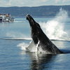 Having A Whale Of A Time In Quebec