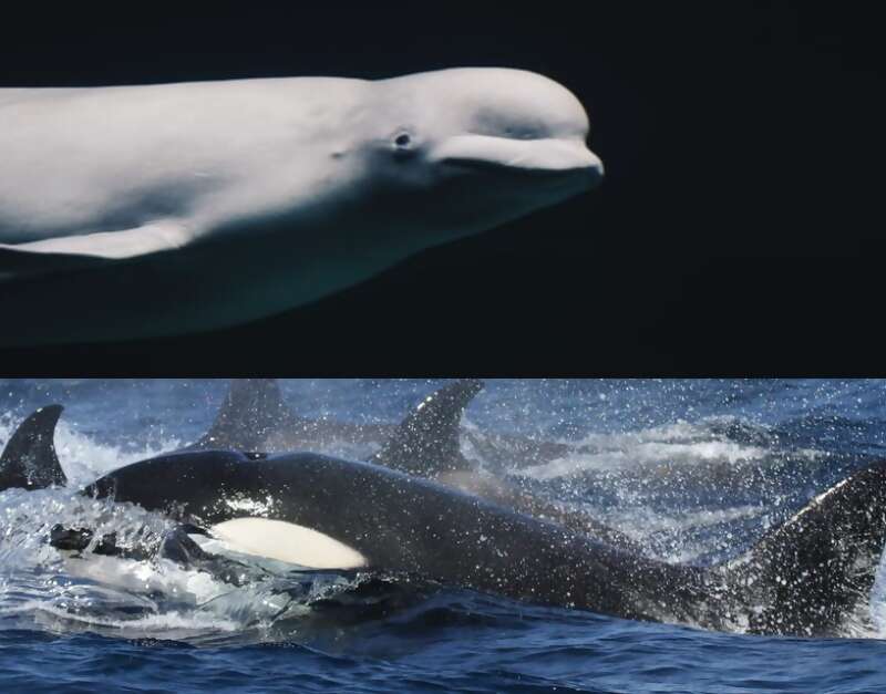 Whales