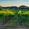 Napa Valley