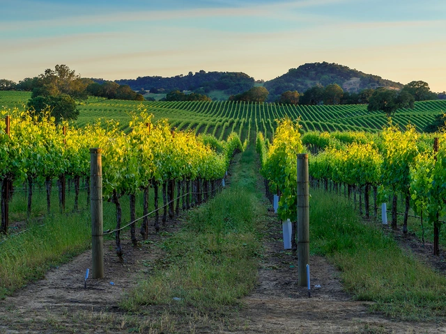 Napa Valley