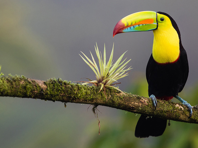 Back To Nature: Explore the Americas