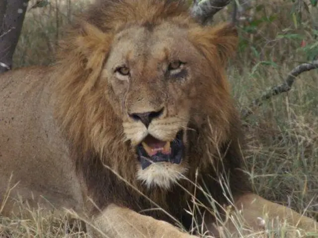 Southern Africa Safari - April 2023