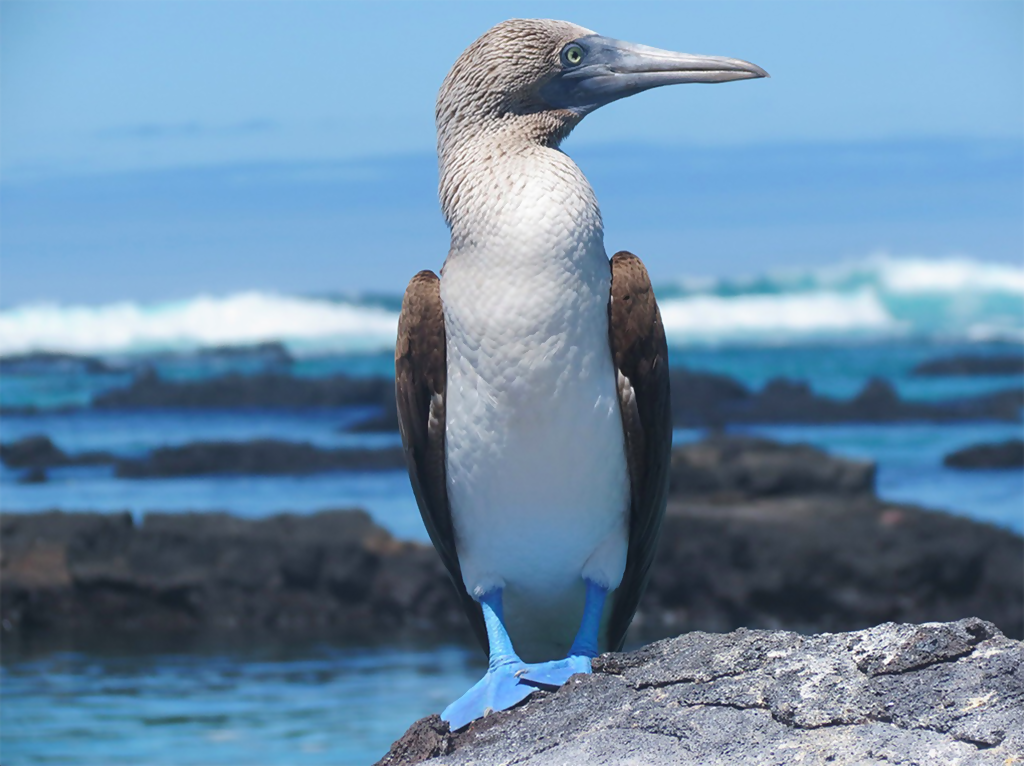Dispatches from the Galapagos