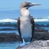 Dispatches from the Galapagos