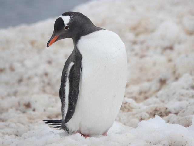 Top 10 Reasons to Book an Expedition Cruise to Antarctica!
