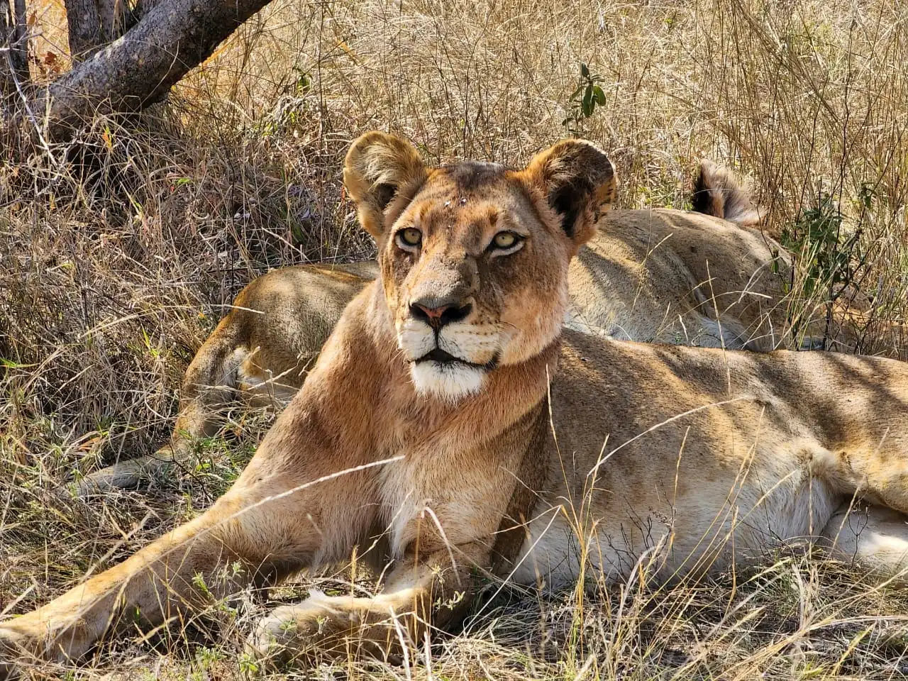 18 Day South Africa Eco-Explorer Tour