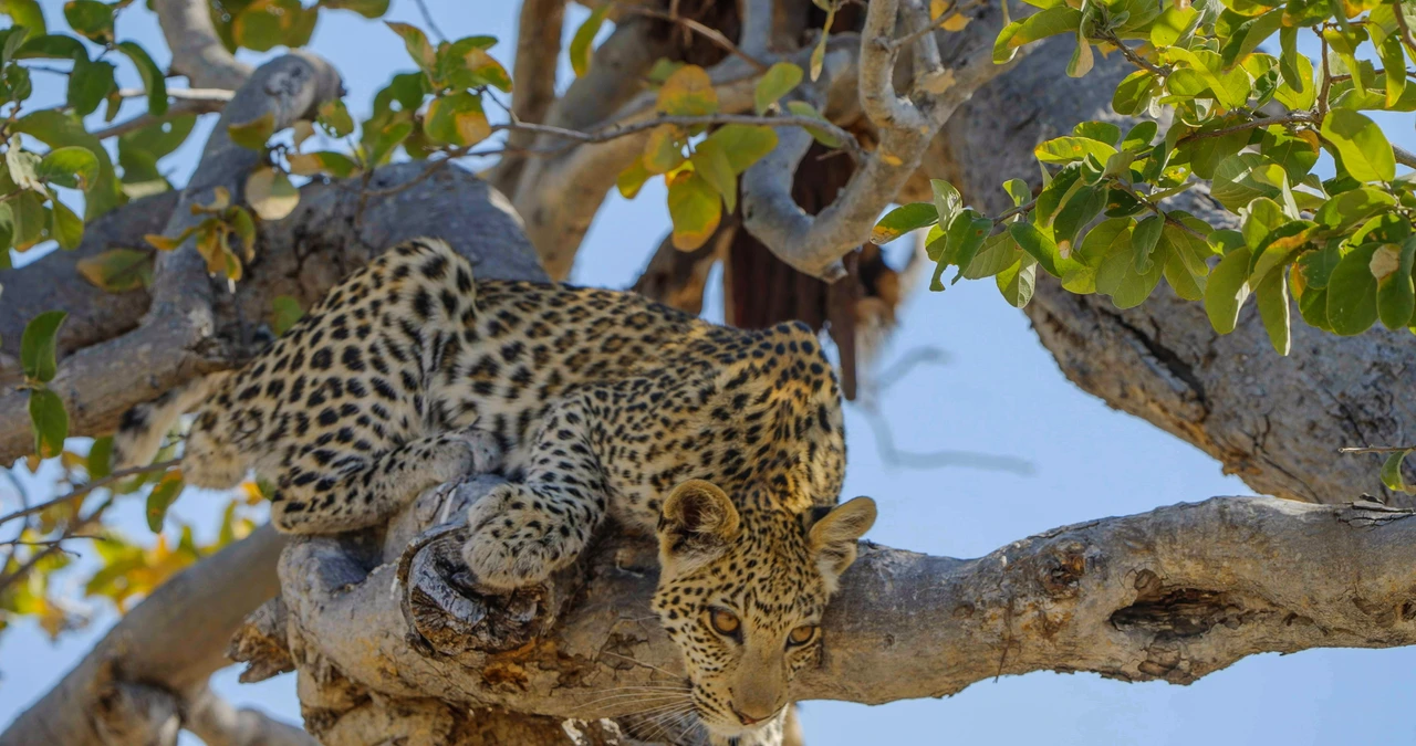16 Day Botswana Wildlife Tour