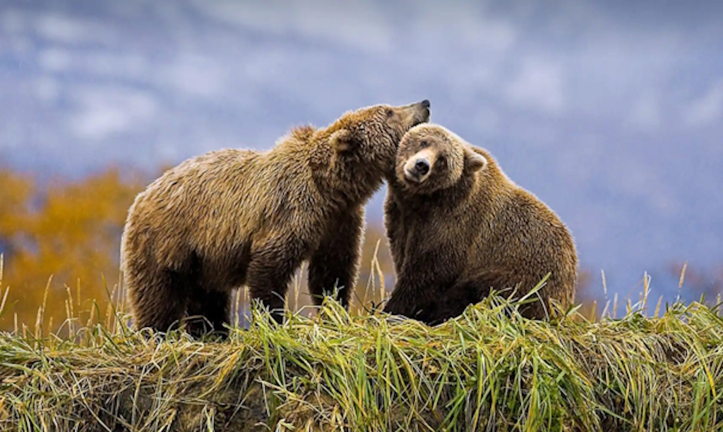 Holland America Line Unveils Unprecedented 18-Day Great Bear Rainforest and Alaskan Explorer Voyage