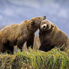 Holland America Line Unveils Unprecedented 18-Day Great Bear Rainforest and Alaskan Explorer Voyage