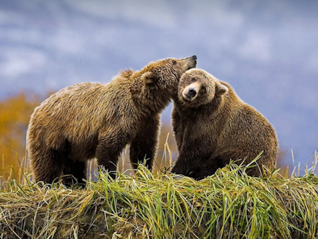 Holland America Line Unveils Unprecedented 18-Day Great Bear Rainforest and Alaskan Explorer Voyage