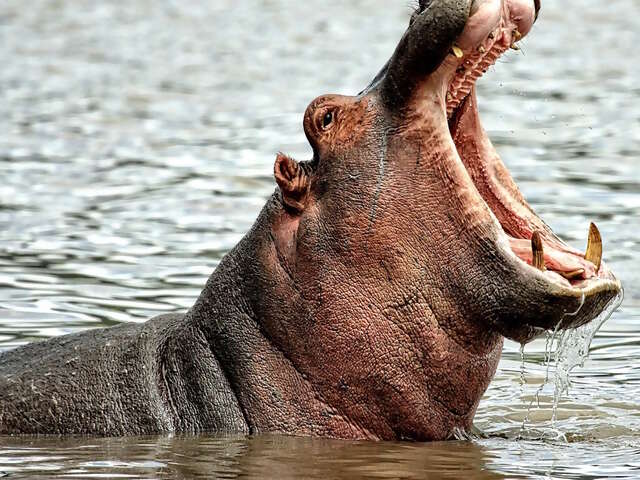 From wild bush to best beach: Experiencing the legends and luxury of hidden South Africa