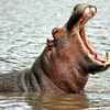 From wild bush to best beach: Experiencing the legends and luxury of hidden South Africa