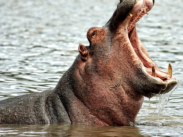 From wild bush to best beach: Experiencing the legends and luxury of hidden South Africa
