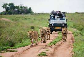 12 Day South Africa Land Tour includes: Safari, Elephant Santuary, Boulders Penguin Colony & More Sept 21-Oct 3 2026