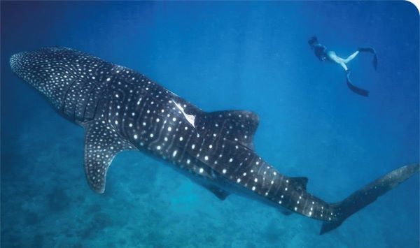 Destination of the Month: Dive into the magical Maldives