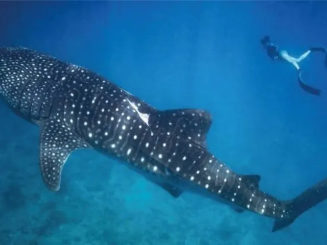 Destination of the Month: Dive into the magical Maldives