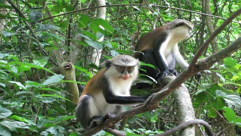 Tafi-Atome Monkey Sanctuary