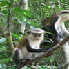 Tafi-Atome Monkey Sanctuary
