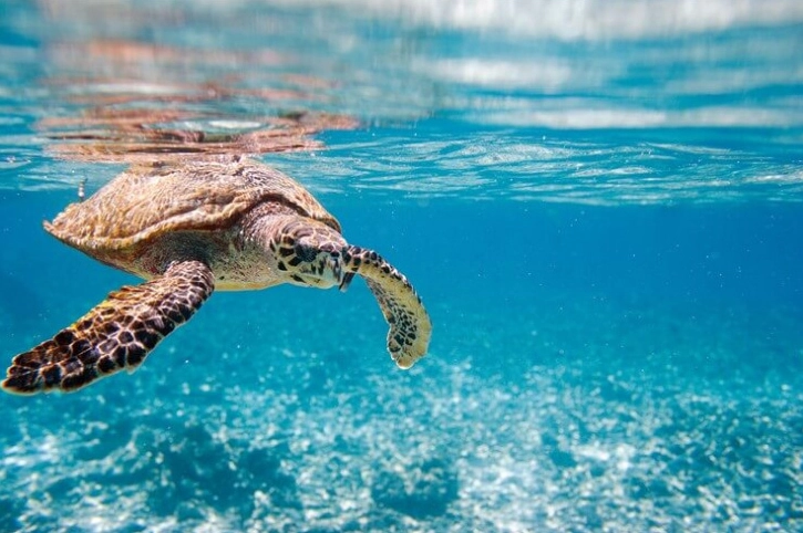 Seychelles Turtle