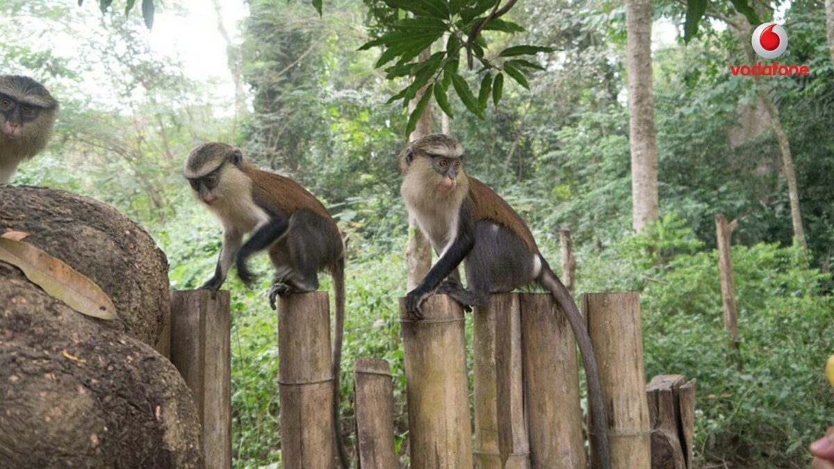 Tafi-Atome Monkey Sanctuary