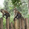 Tafi-Atome Monkey Sanctuary