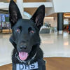 Check Out These Pinup Pooches on the TSA's First Downloadable Calendar