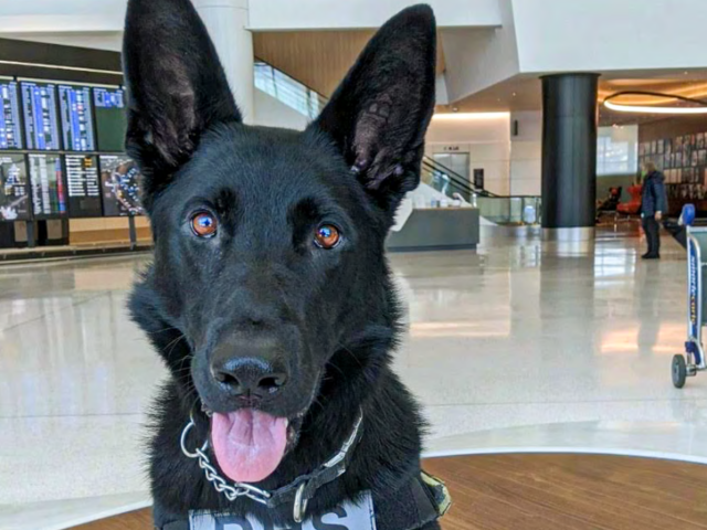 Check Out These Pinup Pooches on the TSA's First Downloadable Calendar