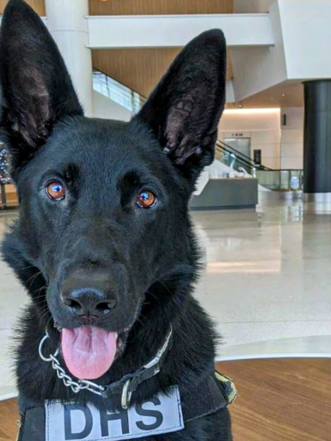 Check Out These Pinup Pooches on the TSA's First Downloadable Calendar