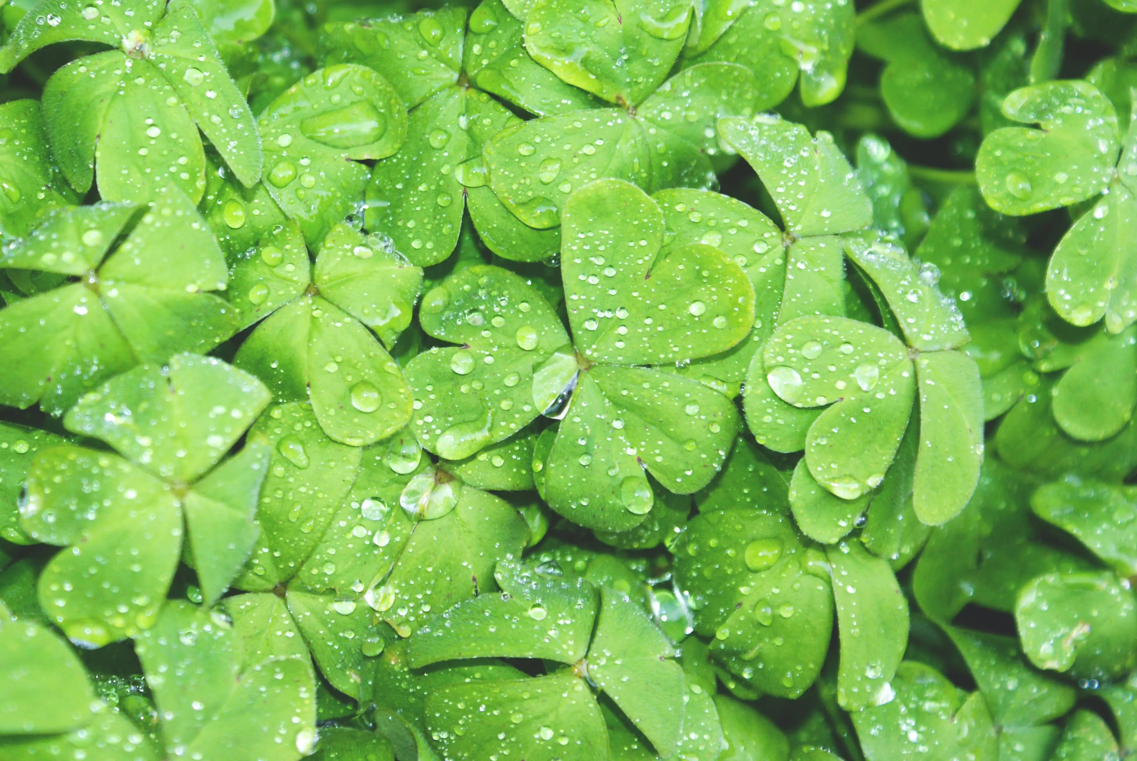 The Colorful Culture of Ireland