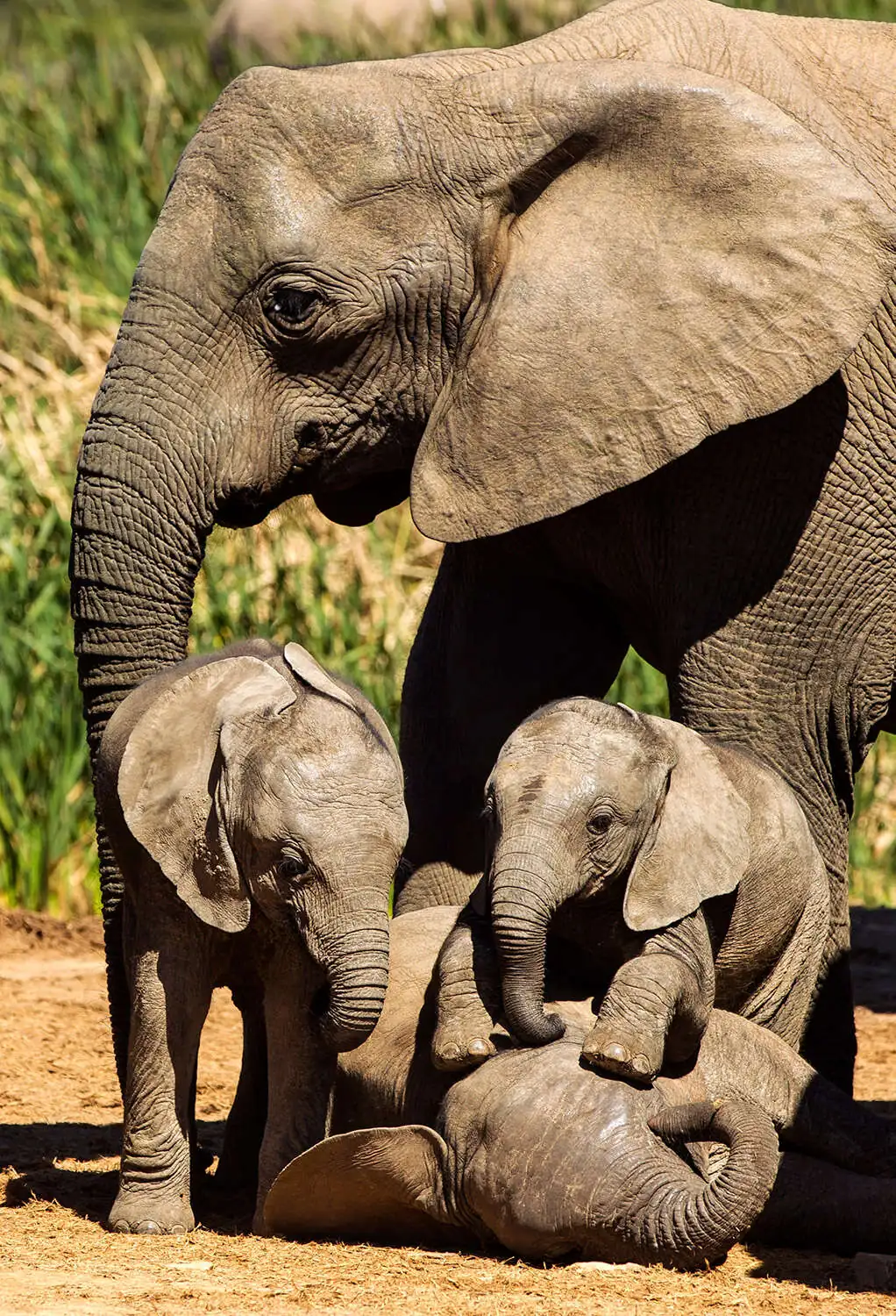 Karongwe Game Reserve