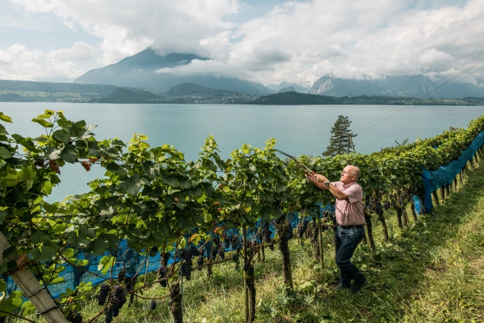 This European Wine Festival Only Happens 4 Times a Century  - And It's This Summer