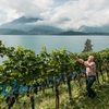 This European Wine Festival Only Happens 4 Times a Century  - And It's This Summer