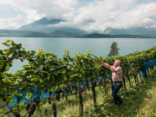 This European Wine Festival Only Happens 4 Times a Century  - And It's This Summer