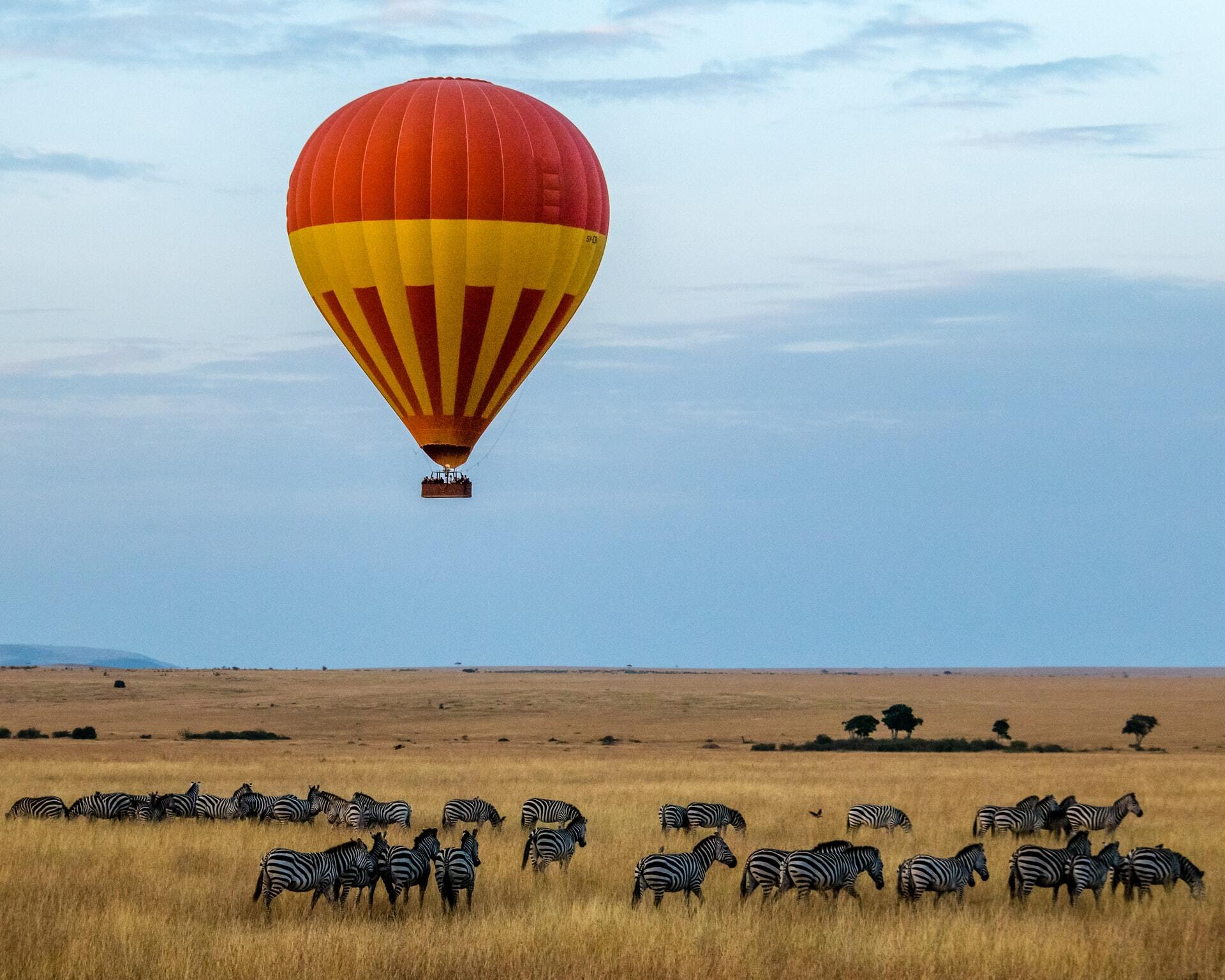 A lone hot air balloon over a herd of zebras.