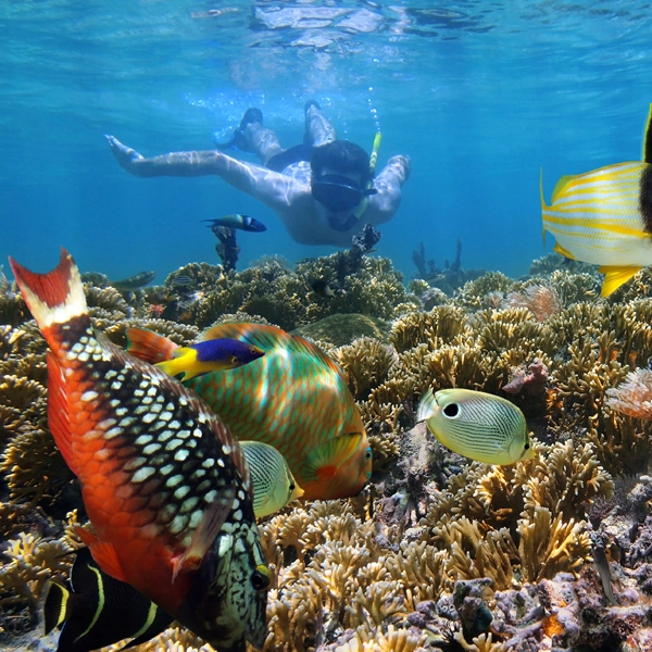 Coral Garden Snorkeling