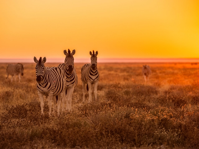 Africa