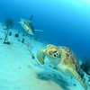 Shell-ebrating World Turtle Day! The Top 10 Places to Travel to See Turtles