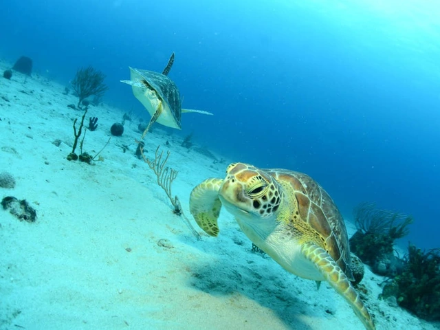 Shell-ebrating World Turtle Day! The Top 10 Places to Travel to See Turtles
