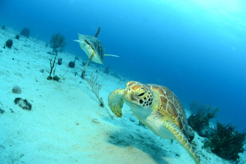 Shell-ebrating World Turtle Day! The Top 10 Places to Travel to See Turtles
