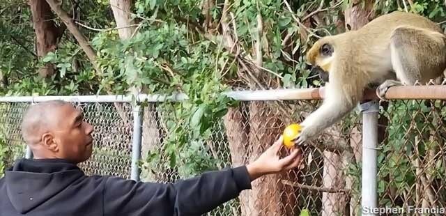 Tafi-Atome Monkey Sanctuary