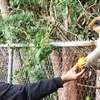 Tafi-Atome Monkey Sanctuary