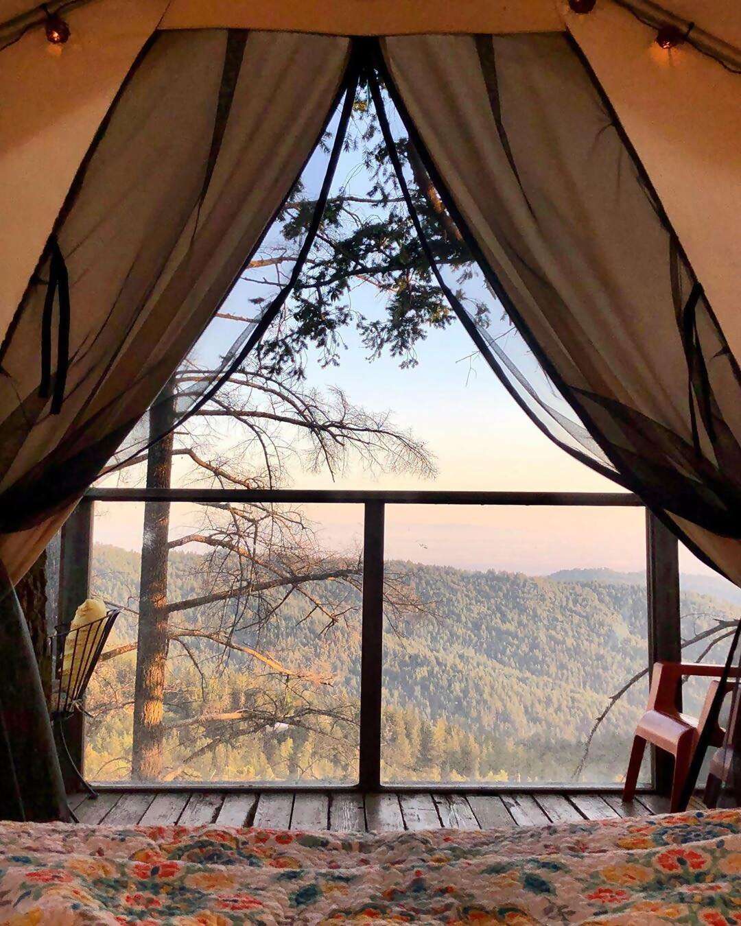 Superhost Robin’s treehouse is cradled by Douglas Firs high above a vineyard in the Santa Cruz Mountains